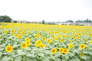 Tokyo's Kiyose City