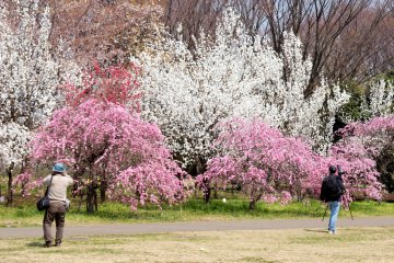 Koganei Park, Koganei City