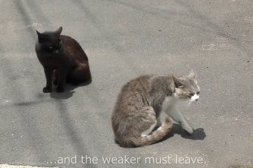 Ainoshima 'Cat' Island in Fukuoka 