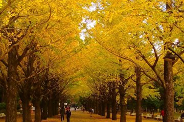 Green Leaves Agriculture Festival 2021