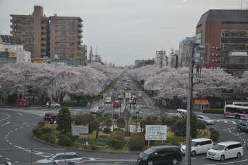 Daigaku-dori University Street, Kunitachi City