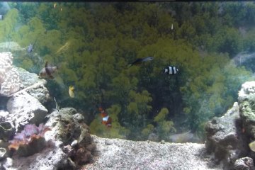 <p>The tanks house lots of different kinds of fish</p>