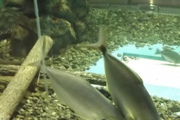 <p>My notes just say "Big Fish"</p>