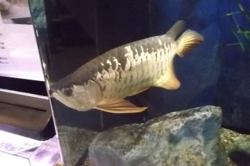 <p>My note says "Fat fish" (All the labels are in Japanese.)</p>
