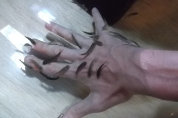 <p>Tickly little 'Doctor Fish' nibbling the dead skin off my hand</p>