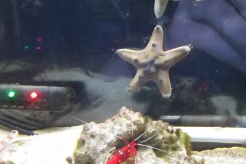 <p>Some starfish and a little rock lobster</p>