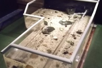 <p>The touch tank, where the kids can pick up starfish or sea cucumbers</p>