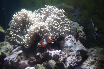 <p>Insert here your own joke about having found Nemo, or post suggestions in a comment</p>