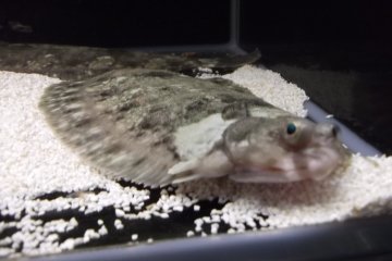 <p>Evolution has produced some pretty weird creatures</p>
