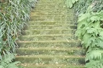 The mossy steps: rather you than me