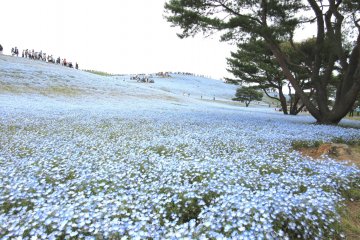 Gorgeous Flower Parks in Spring