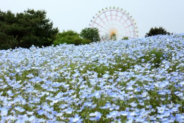 Hitachi Seaside Park