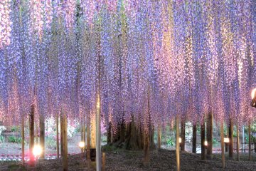 Wisteria at the Ashikaga Flower Park