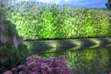 Ashikaga Flower Park