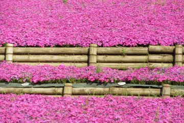 Shibazakura at the Hitsujiyama Flower Park
