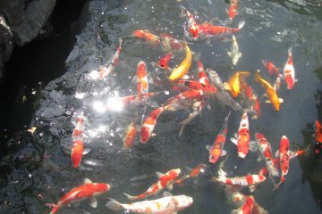 Colorful carp known as 'koi' at Senso-ji Temple