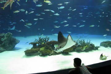 At the aquarium