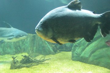 Scary piranha