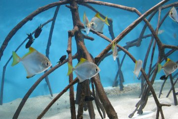 In aquariums you can watch all kinds of fish