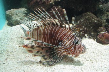 Lionfish are beautiful but also dangerous