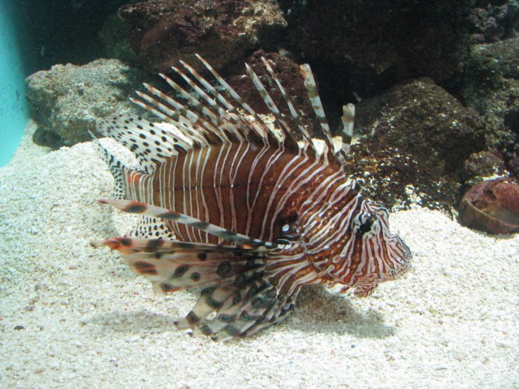 Lionfish are beautiful but also dangerous