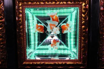Installation at the 'Art Aquarium 2019' Exhibition