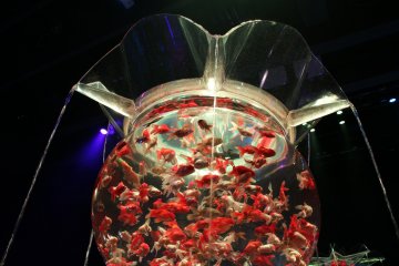 One of the huge aquariums at the 'Art Aquarium 2019'
