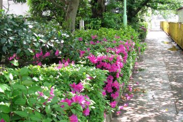 Greenery along the river in the Tsukishima district of Tokyo