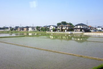 Rice fields