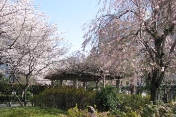 A yard in Ginza