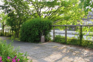 Greenery along Kamo River