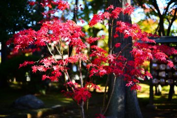 Autumn maple leaves are abundant