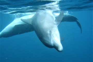 The island's famous dolphins, Mikurajima island