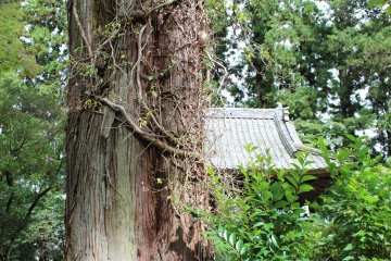 Old trees are thrilling