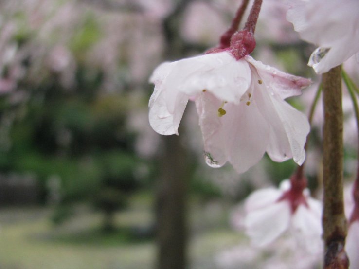 Sakura on a rainy day