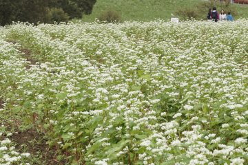 Menjadikan kochia sebagai latar belakang juga bisa menciptakan sebuah foto yang luar biasa cantik!