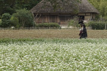 Tidak seluruh bagian bukit ditumbuhi kochia, jadi Anda juga bisa menikmati jenis tanaman lain yang tak kalah memukau