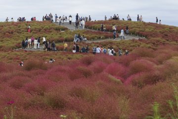 Ini dia hamparan kochia merah yang begitu menakjubkan! Meski saat itu belum sepenuhnya merah, saya sudah terpana oleh pemandangan ini...