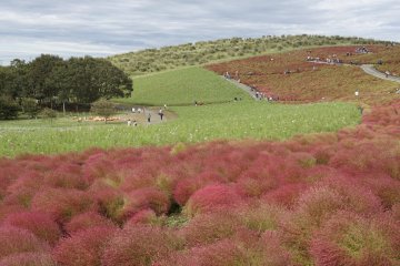 Perbedaan warna yang simetris ini justru membuat pemandangan semakin cantik, kan?