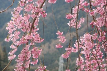 Sakura in Yudanaka