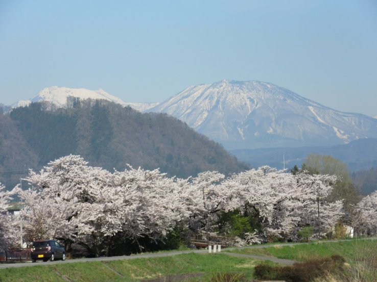 Yudanaka view with sakura trees