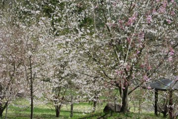Nagano countryside