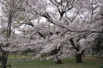Koganei Park, Tokyo
