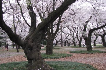 Koganei Park, Tokyo