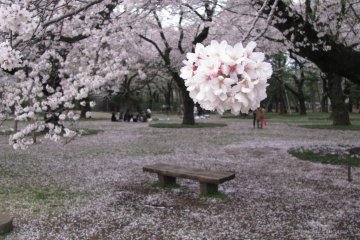 Koganei Park, Tokyo