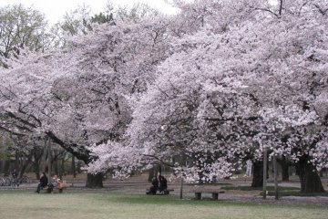 Koganei Park, Tokyo