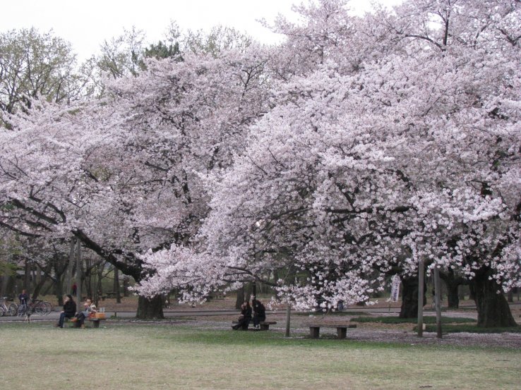 Koganei Park, Tokyo
