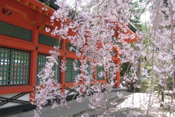 Sakura in Sumiyoshi Taisha, Osaka