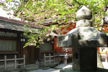 Sakura in Yasaka Jinja, Kyoto