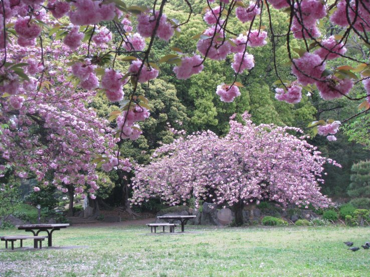 Sakura on a rainy day